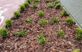 phpThumb_generated_thumbnail (5)